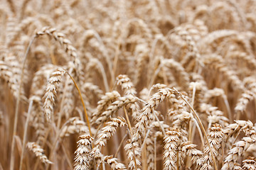 Image showing Wheat straws 