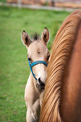 Image showing Mare and her foal