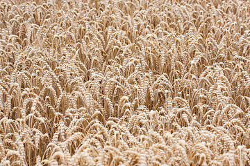 Image showing Wheat straws