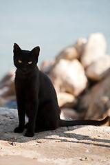 Image showing black cat