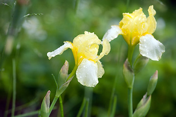 Image showing yellow iris flower