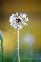 Image showing wet white dishevelled dandelion