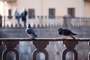 Image showing love and doves