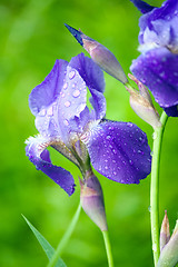 Image showing blue iris flower