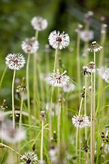 Image showing white balls of dandelions