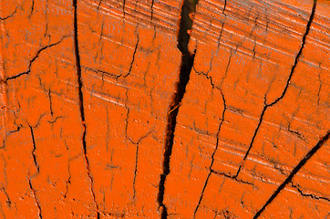 Image showing Tree trunk orange painted cross section background 