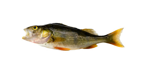 Image showing Bass perch fish after fishing isolated on white 