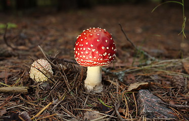 Image showing agaric