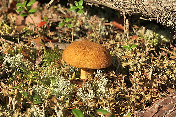 Image showing yellow mushroom