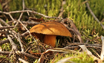 Image showing yellow mushroom