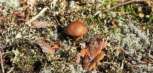 Image showing  mushroom