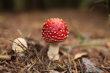 Image showing amanita