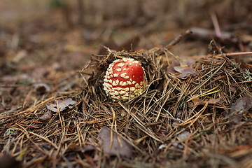 Image showing agaric