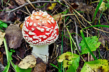 Image showing Amanita small red