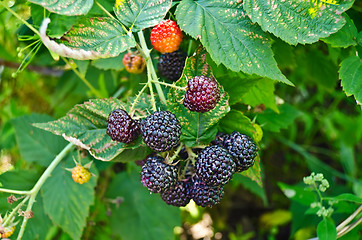 Image showing Bramble on the background leaves