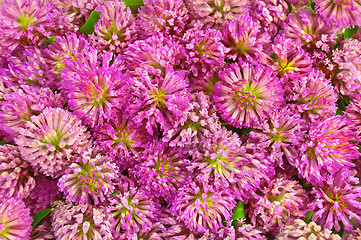 Image showing The texture of the pink clover