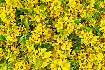 Image showing The texture of yellow flowers and green leaves