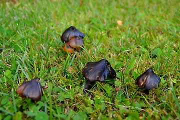 Image showing black mushrooms