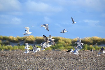 Image showing seagulls 