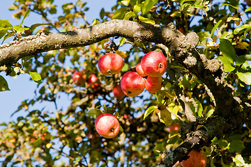 Image showing Apples on a tree