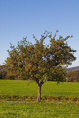 Image showing Apple tree