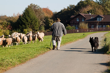 Image showing Shepherd
