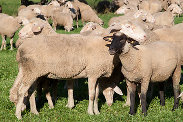 Image showing Herd of sheep