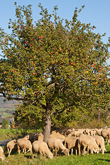 Image showing Sheep by an apple tree