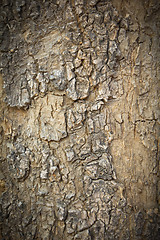 Image showing Texture of Tree