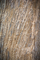 Image showing Texture of Tree