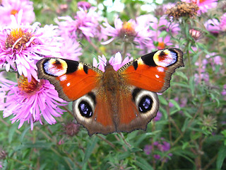 Image showing The  graceful butterfly of peacock eye