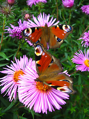 Image showing The  graceful butterflies of peacock eye