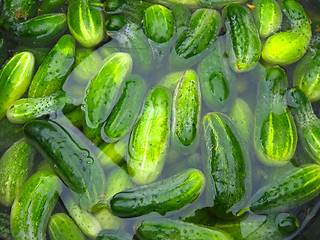 Image showing Cucumbers prepare for preservation