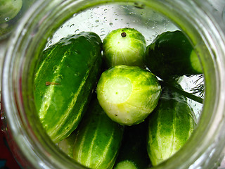 Image showing Cucumbers prepare for preservation