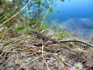 Image showing The grey lizard near the river