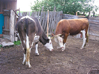 Image showing The cow and the bull in a court yard