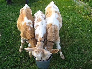 Image showing Three calfs drinks water