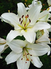 Image showing beautiful white lilies