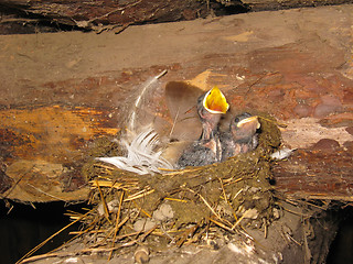 Image showing Nest of a swallow with nestlings