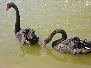 Image showing Pair of black swans on the water