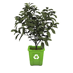 Image showing Tea plant in recycle bin