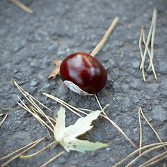 Image showing chestnut