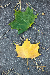 Image showing green and yellow autumn leaves