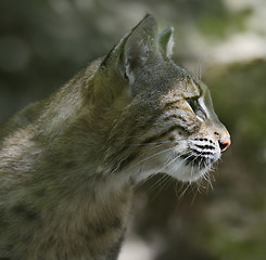 Image showing Bobcat Portrait