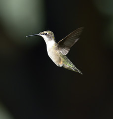 Image showing Hummingbird