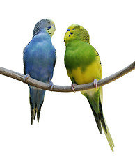 Image showing Budgerigar Parrots