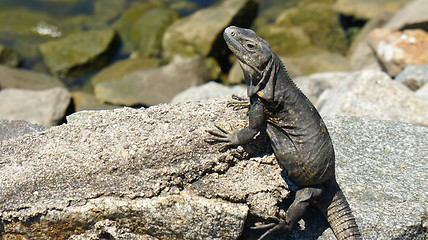 Image showing Iguana