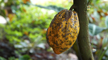 Image showing Cacao Plant