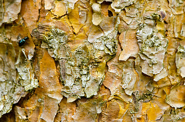 Image showing Background of pine tree trunk bark surface texture 