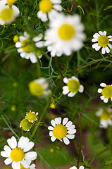 Image showing Daisy flowers blooming herbs in summer closeup 